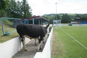 colwynbaycow